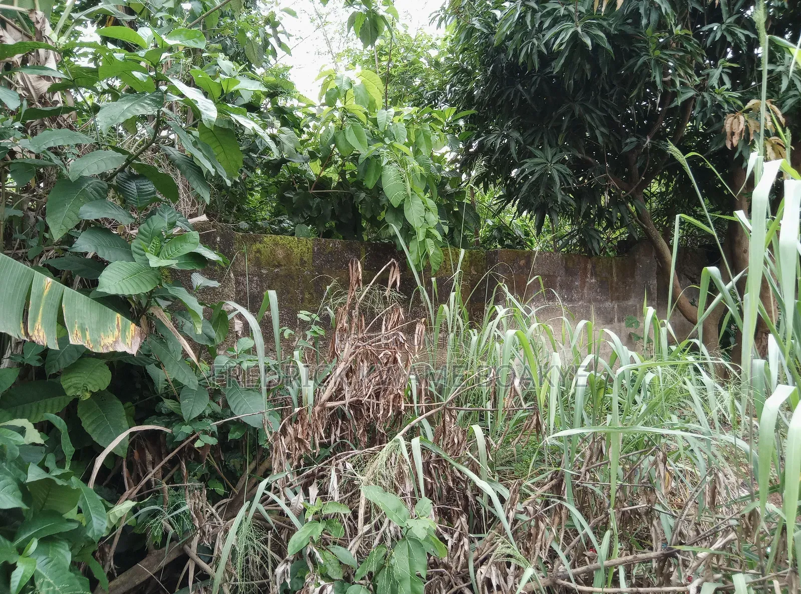 One Acre Plot of Land for Sale at Tanoso Pokukrom