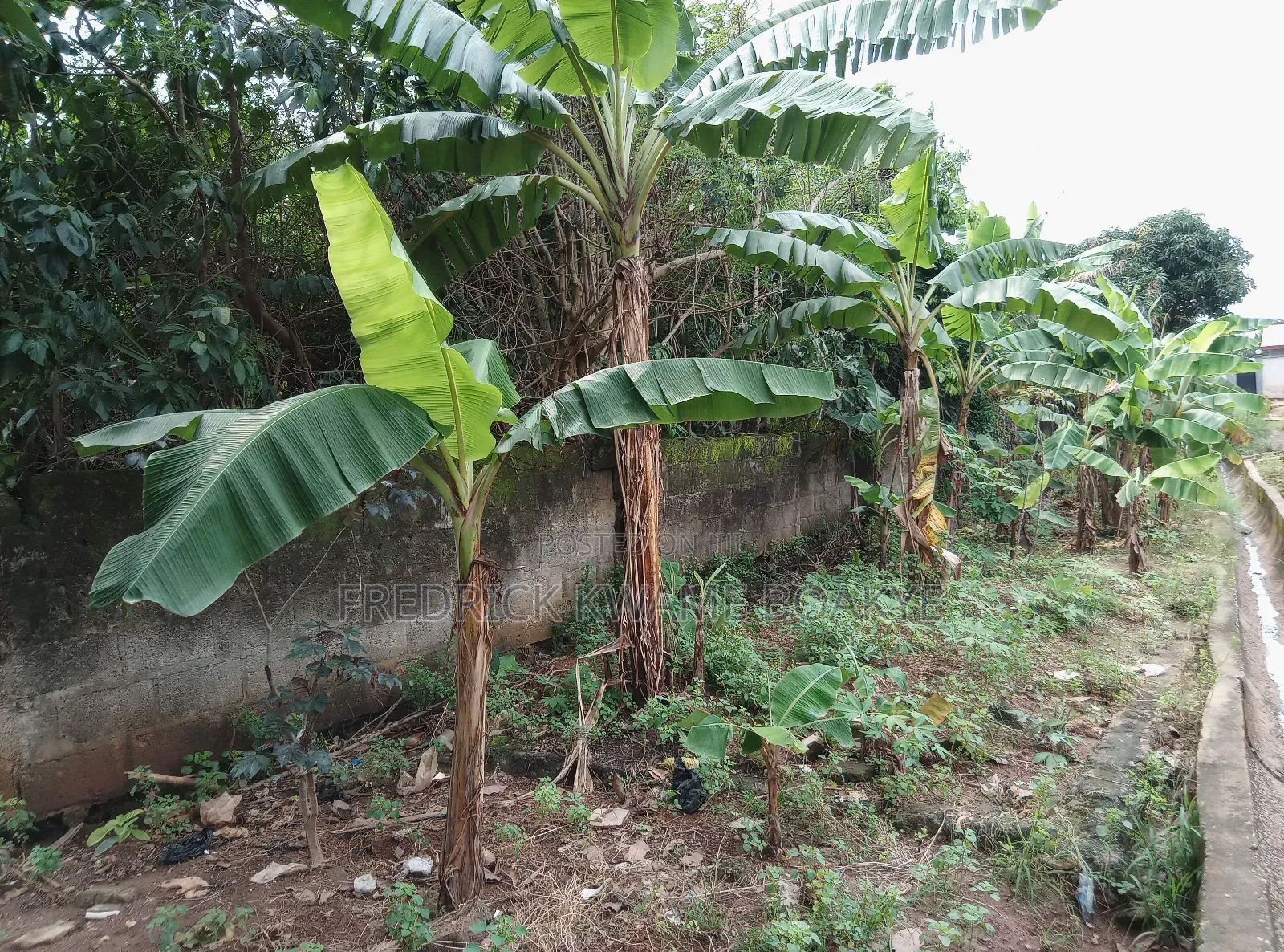 One Acre Plot of Land for Sale at Tanoso Pokukrom