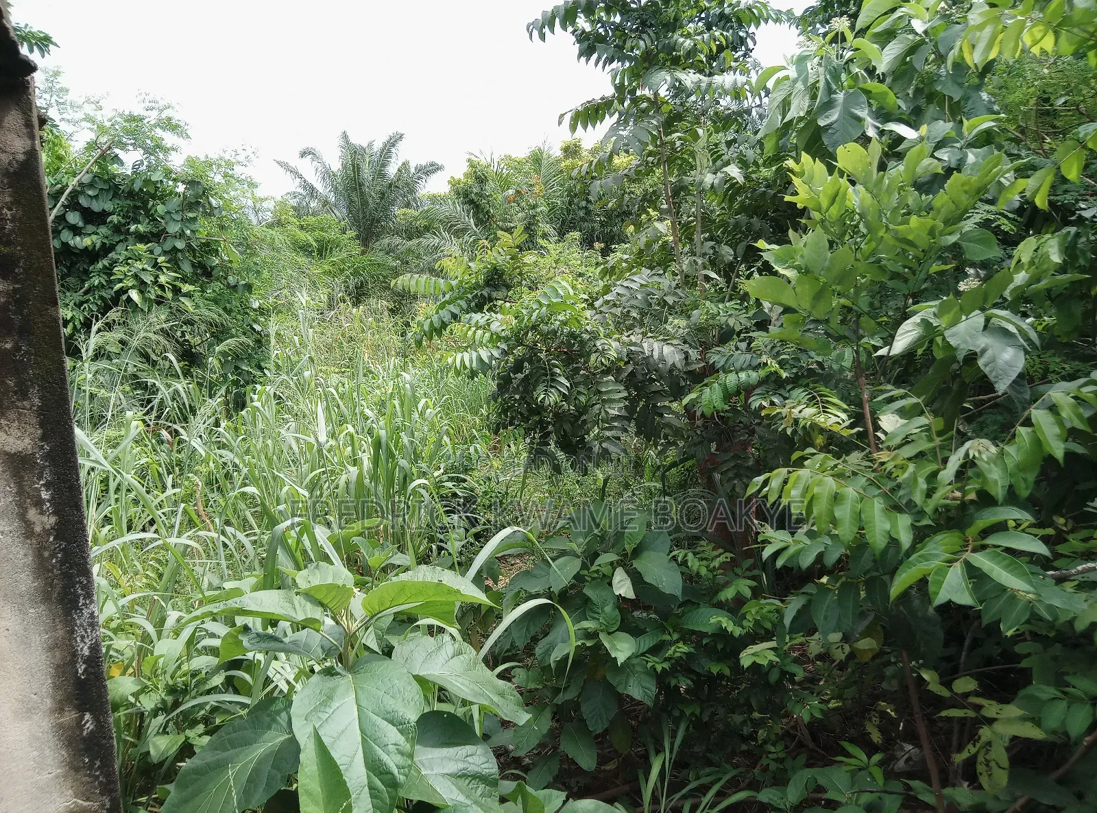 One Acre Plot of Land for Sale at Tanoso Pokukrom