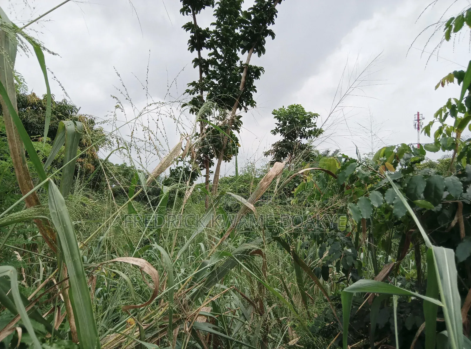 One Acre Plot of Land for Sale at Tanoso Pokukrom