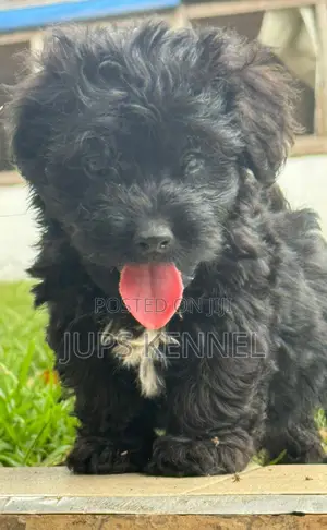 1-3 months Female Purebred Poodle