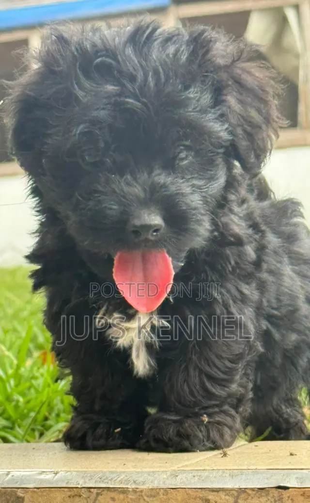 1-3 months Female Purebred Poodle