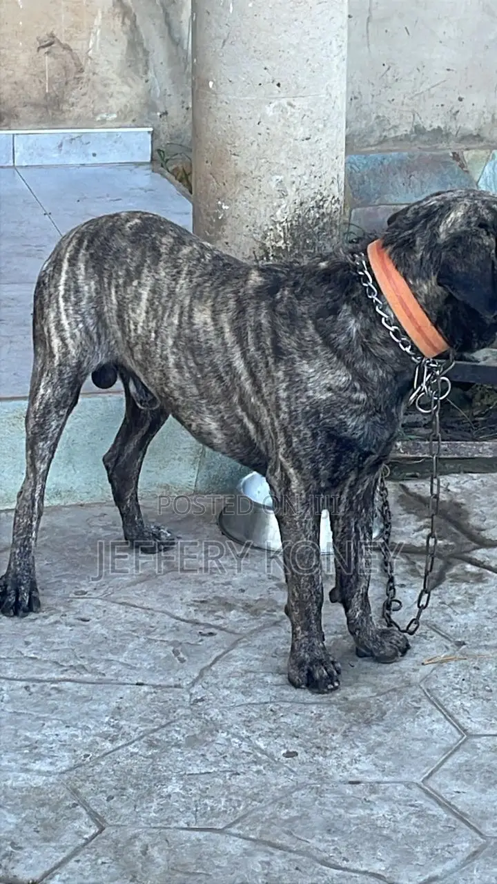 1+ year Male Purebred Boerboel