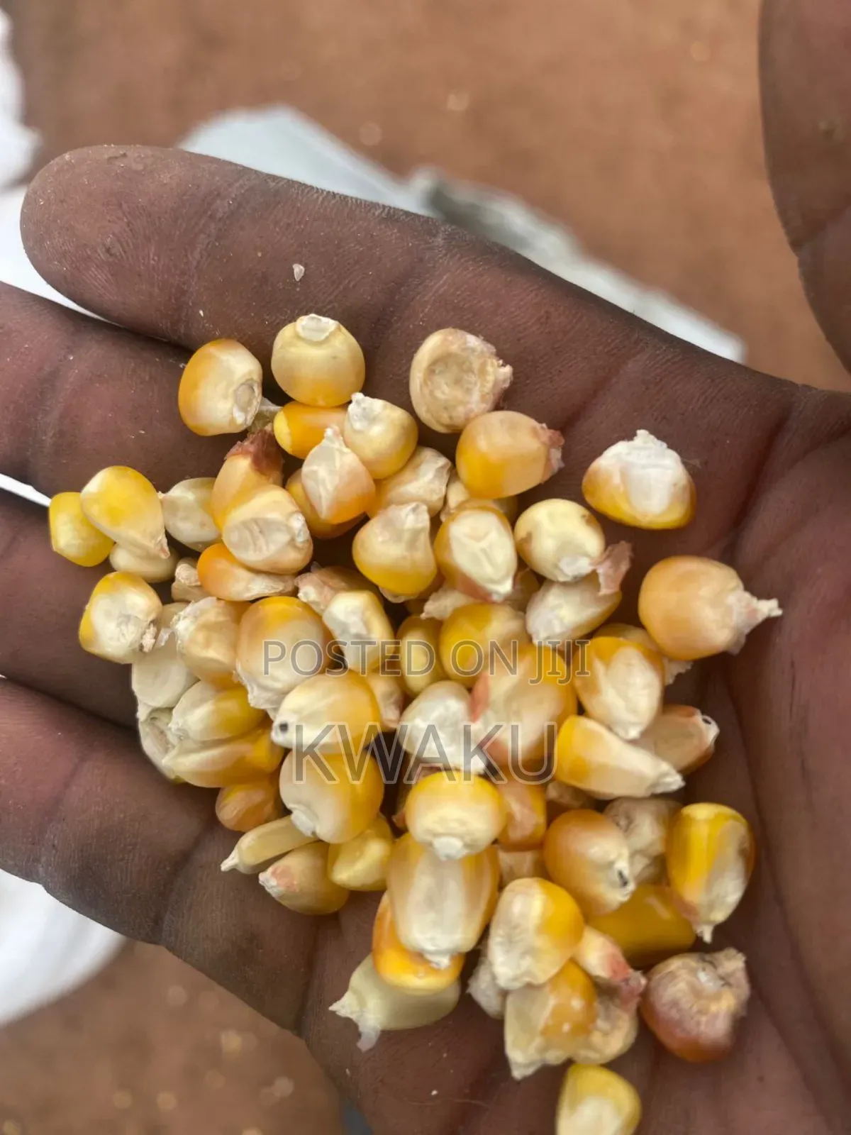 Maize for Sale