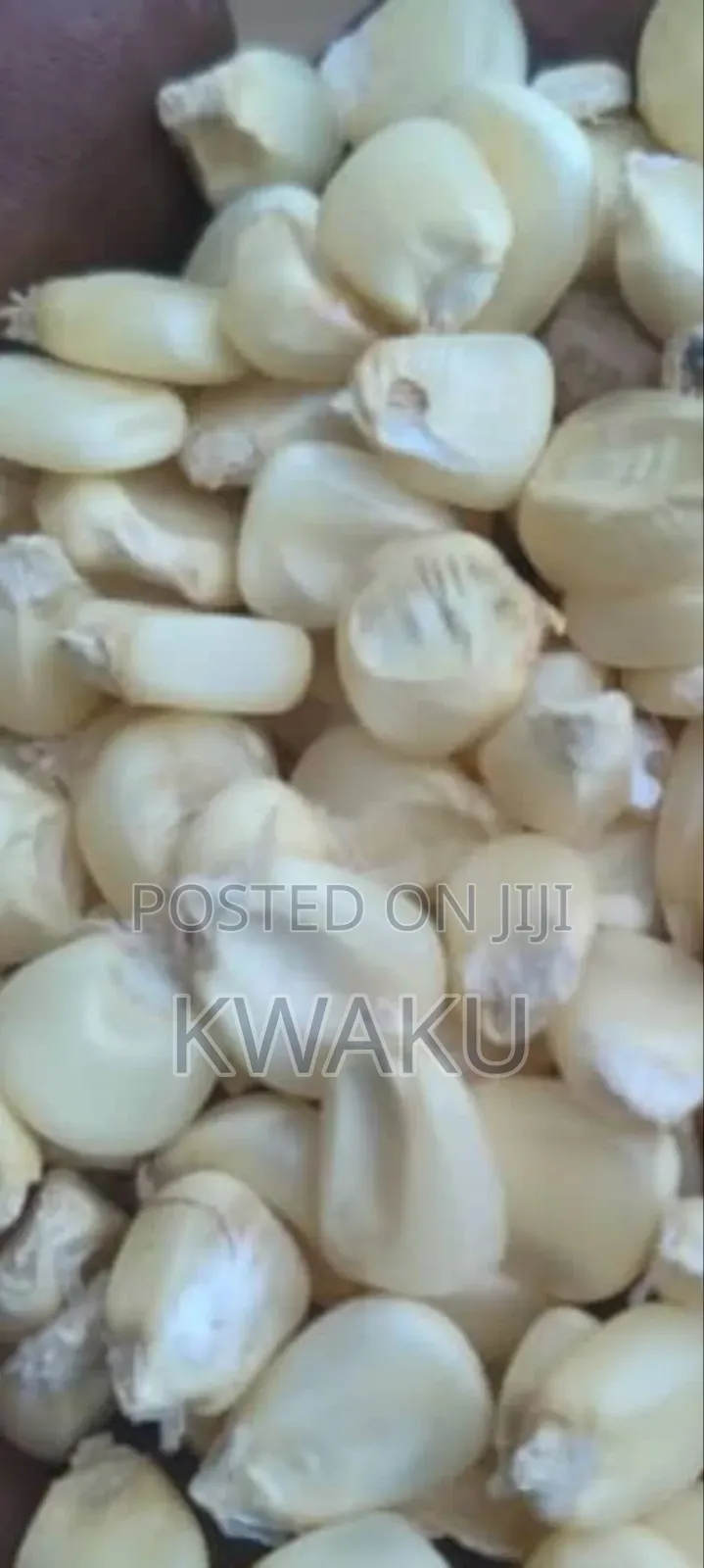 Maize for Sale