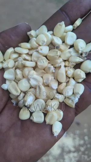 Maize for Sale