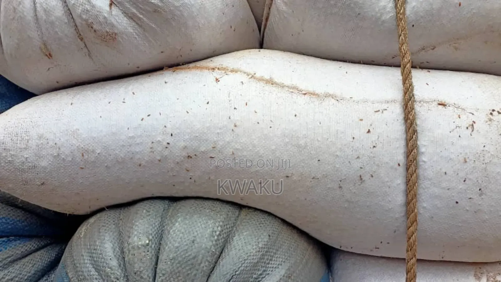 Maize for Sale