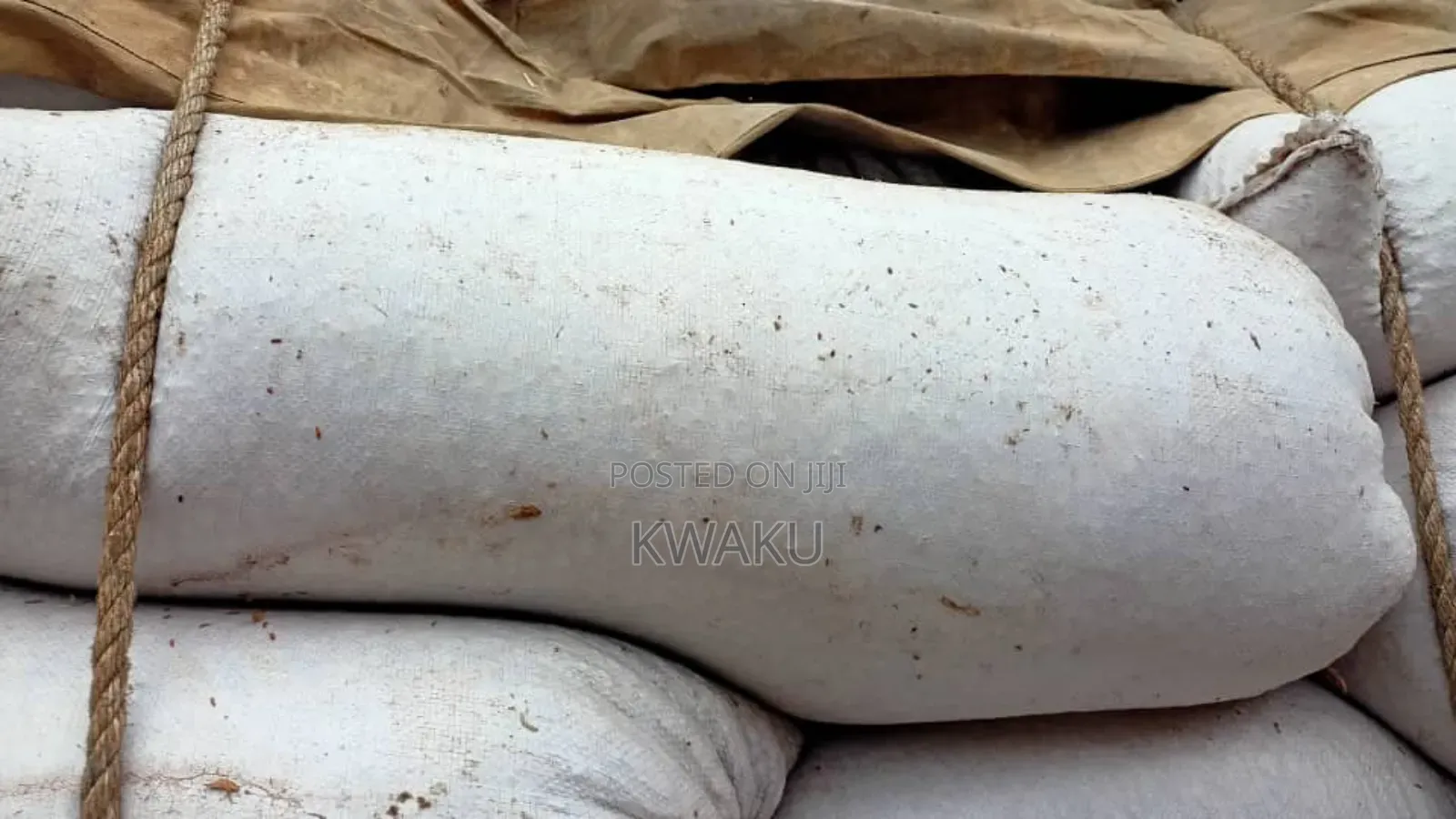 Maize for Sale