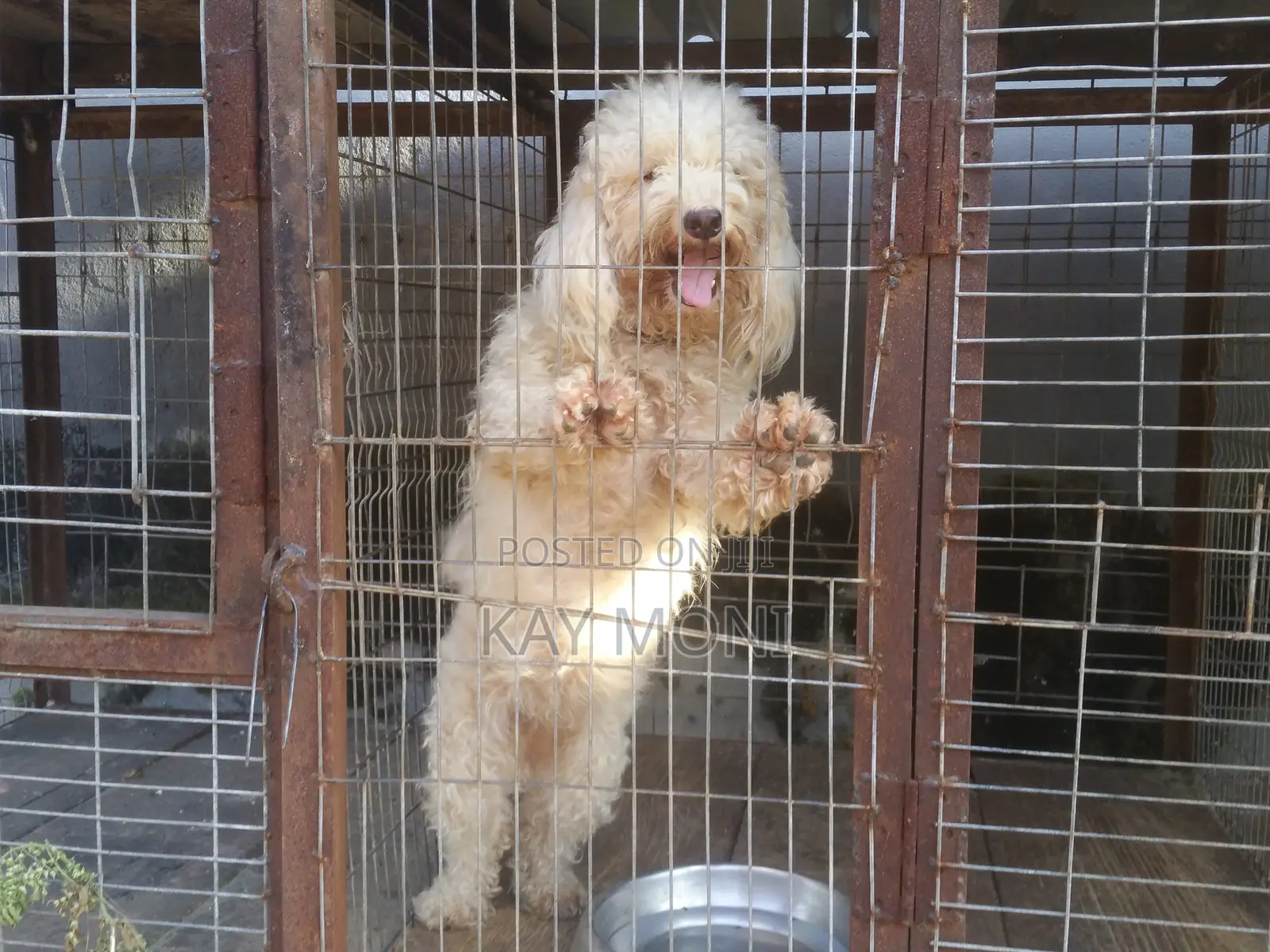1+ year Female Purebred Poodle