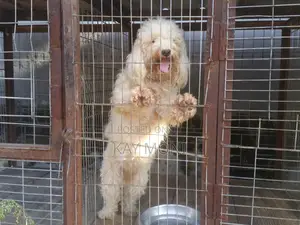 1+ year Female Purebred Poodle