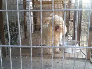 1+ year Female Purebred Poodle