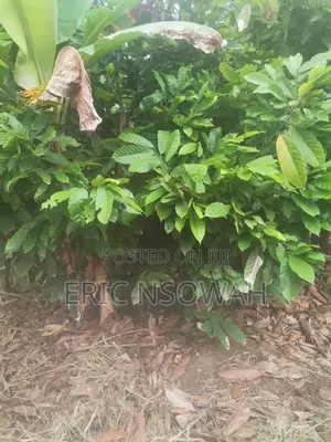 Farmland for Urgent Sale