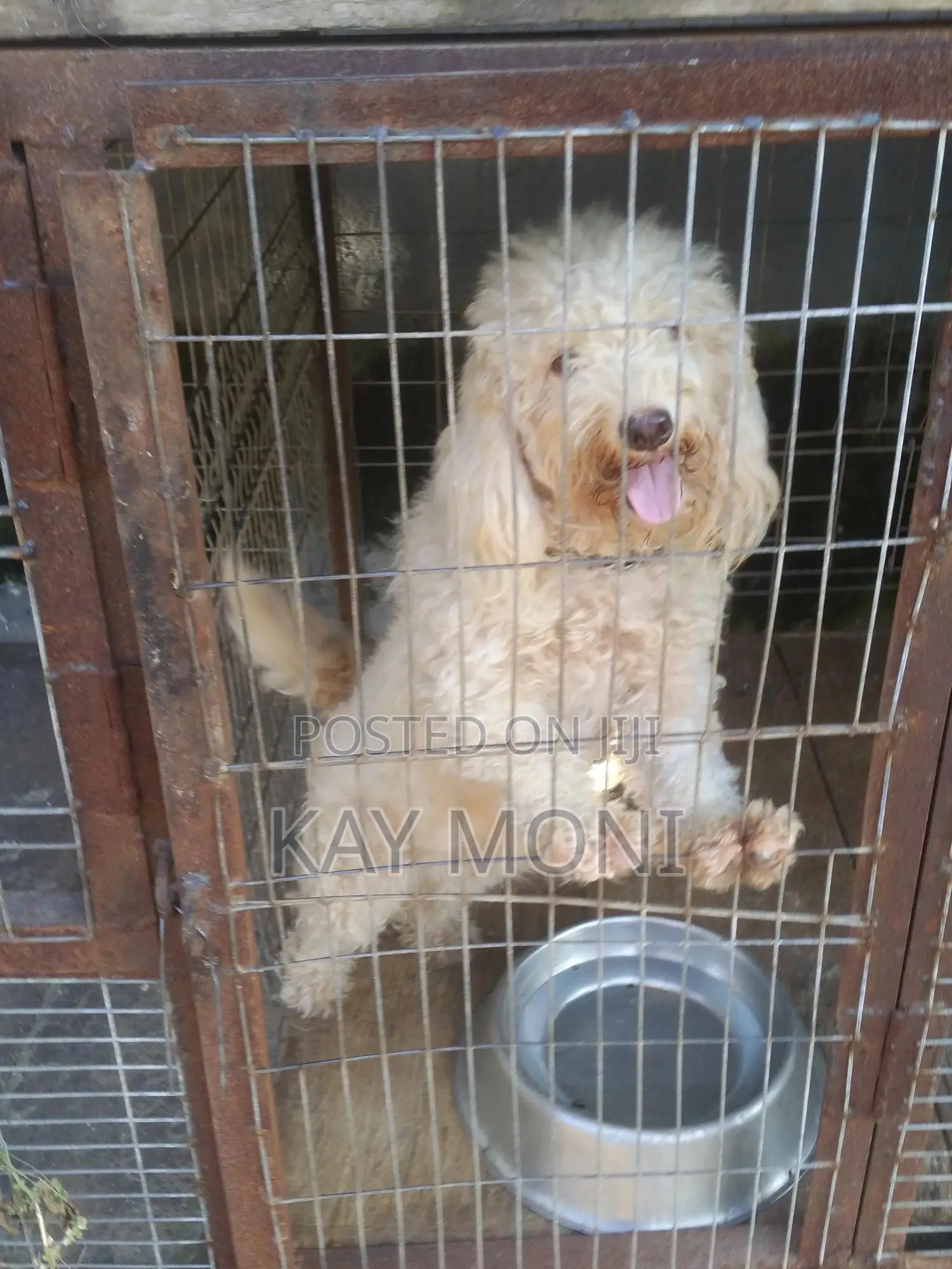 1+ year Female Purebred Poodle
