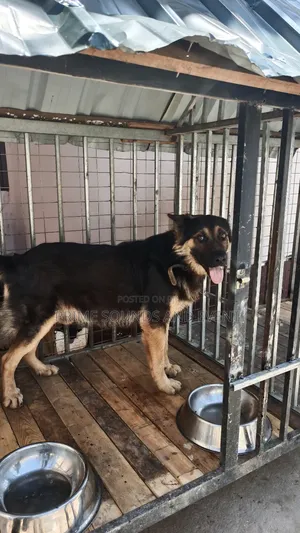 German Shepherd Available for Crossing