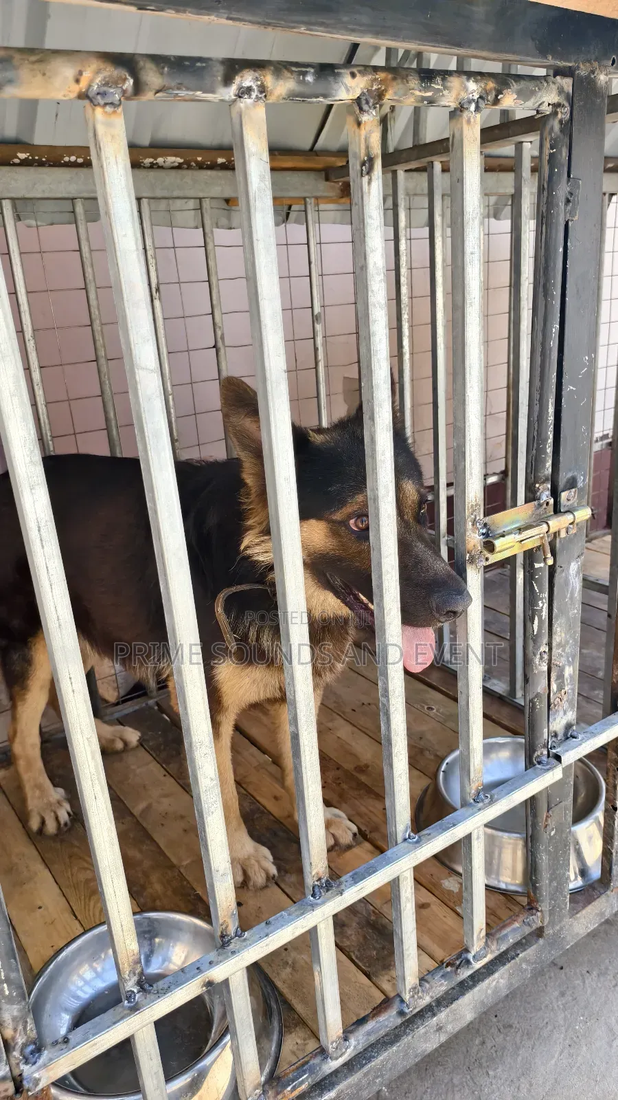 German Shepherd Available for Crossing
