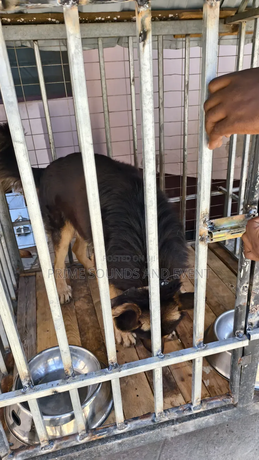 German Shepherd Available for Crossing