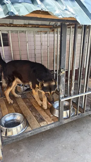 German Shepherd Available for Crossing