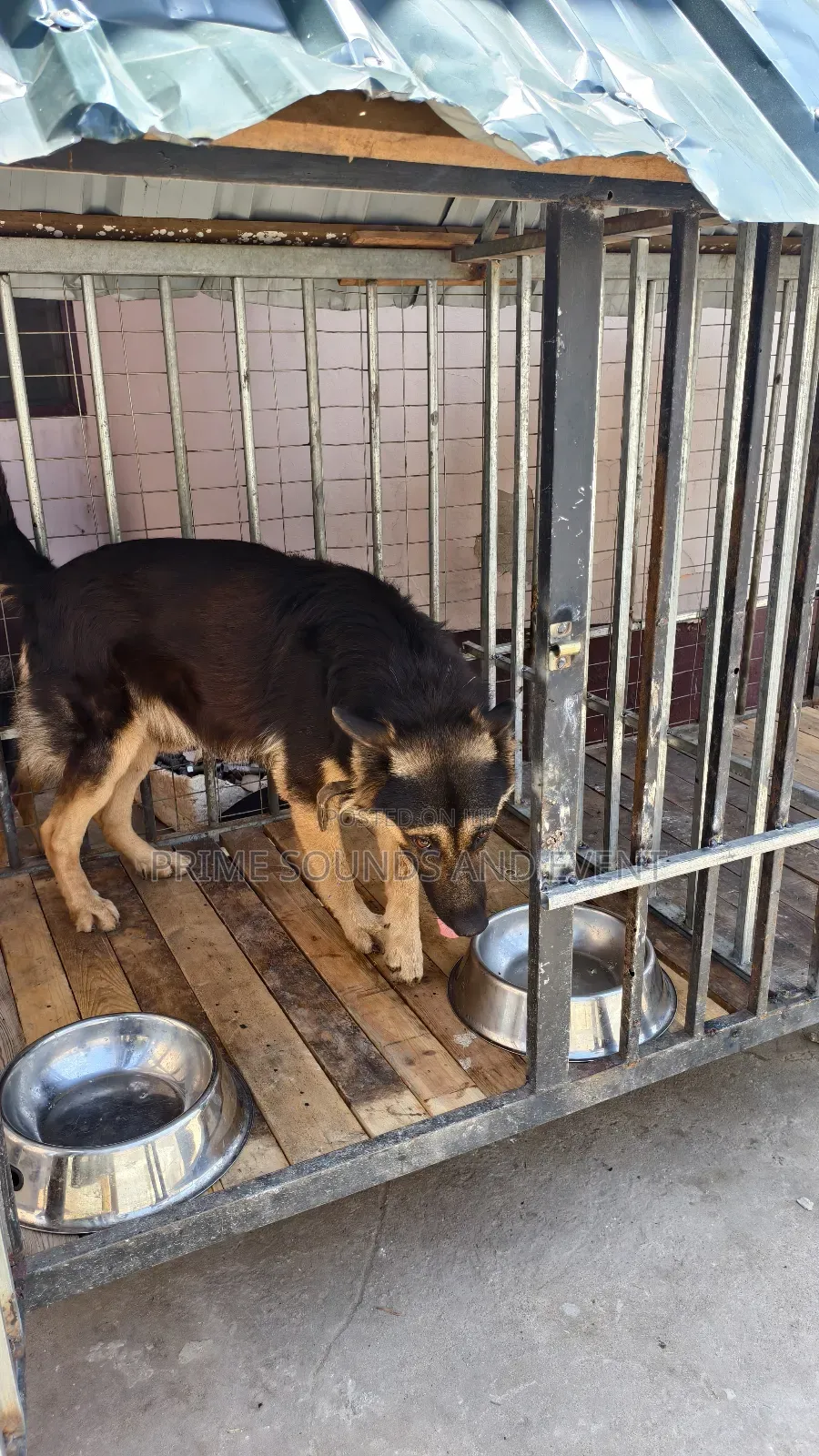 German Shepherd Available for Crossing