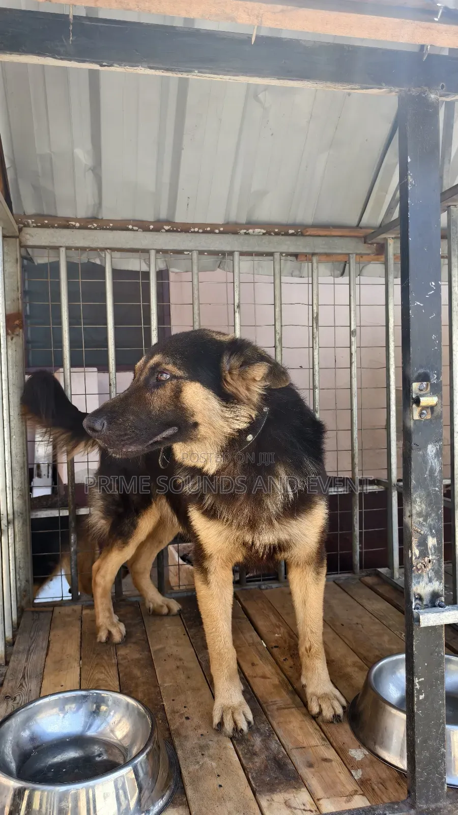 German Shepherd Available for Crossing