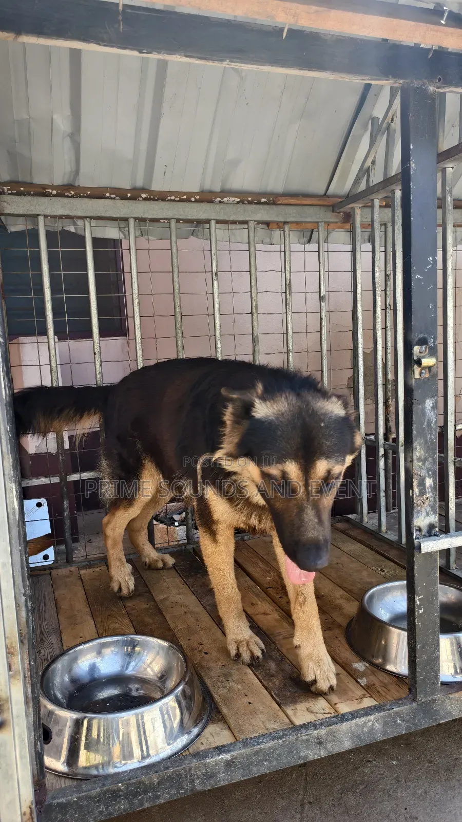 German Shepherd Available for Crossing