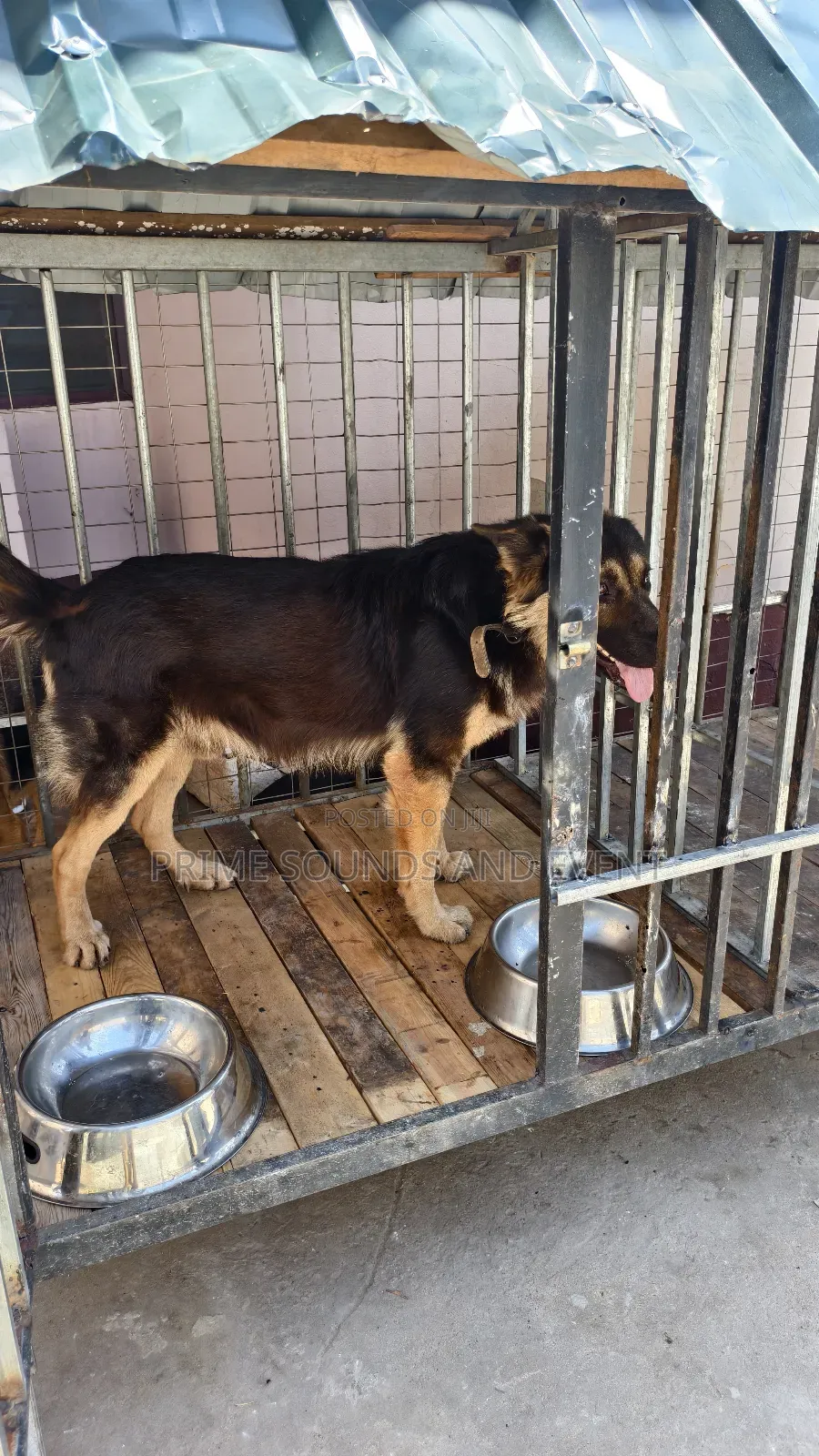 German Shepherd Available for Crossing
