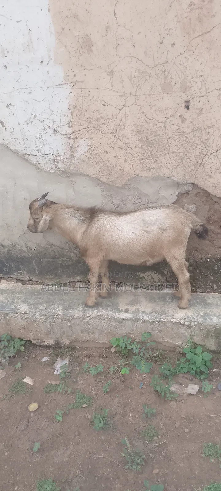 Nice Male Goat Seller