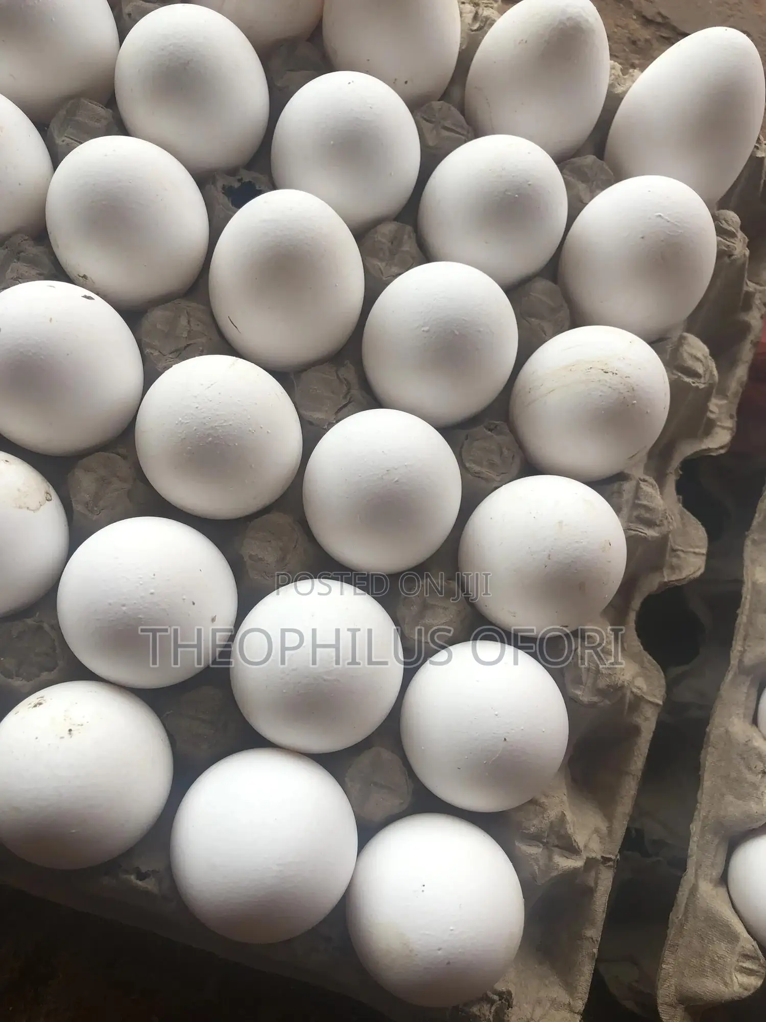Eggs and Poultry Feeders for Sale