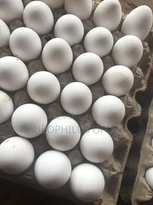 Eggs and Poultry Feeders for Sale