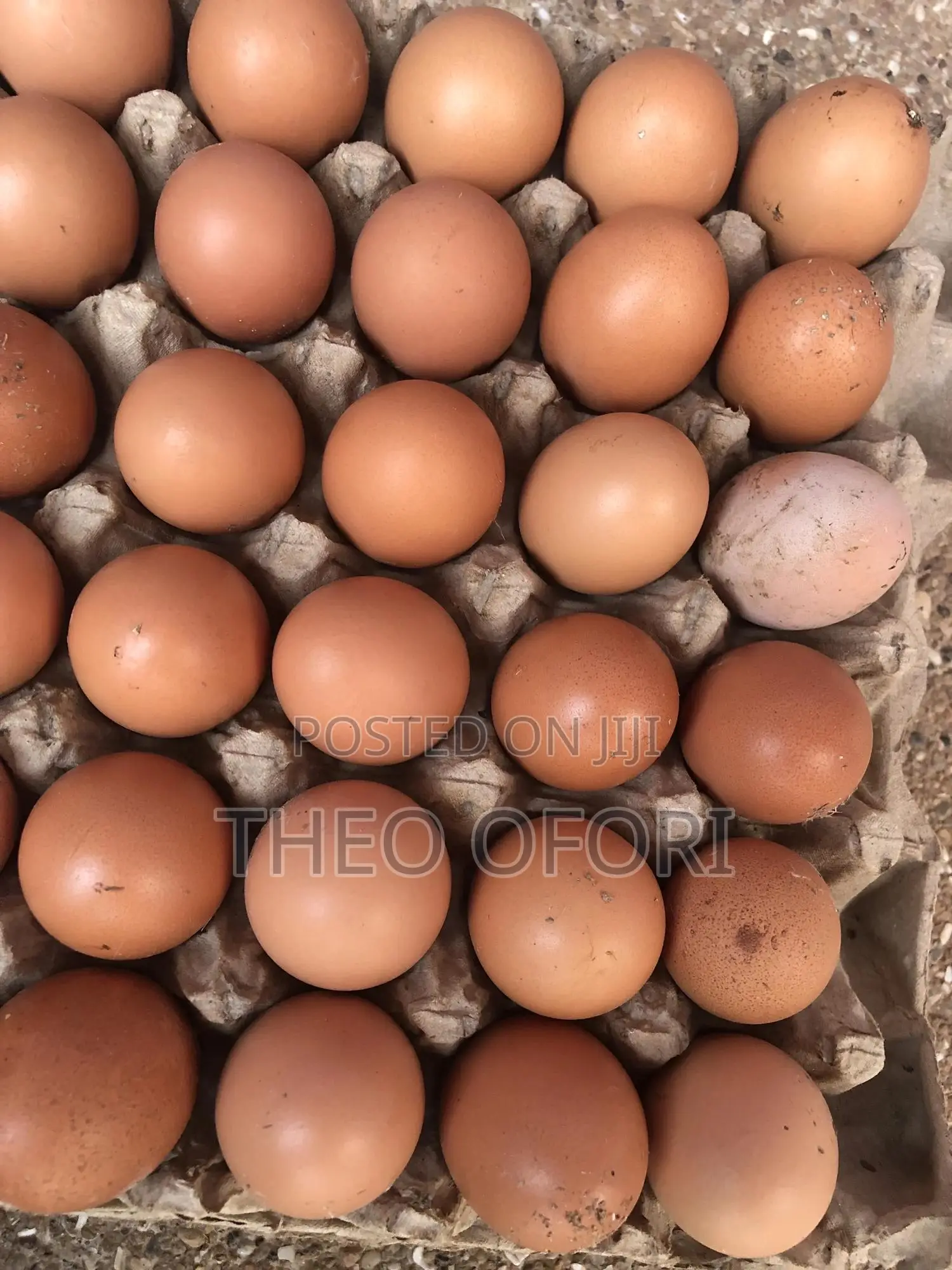 Eggs and Poultry Feeders for Sale
