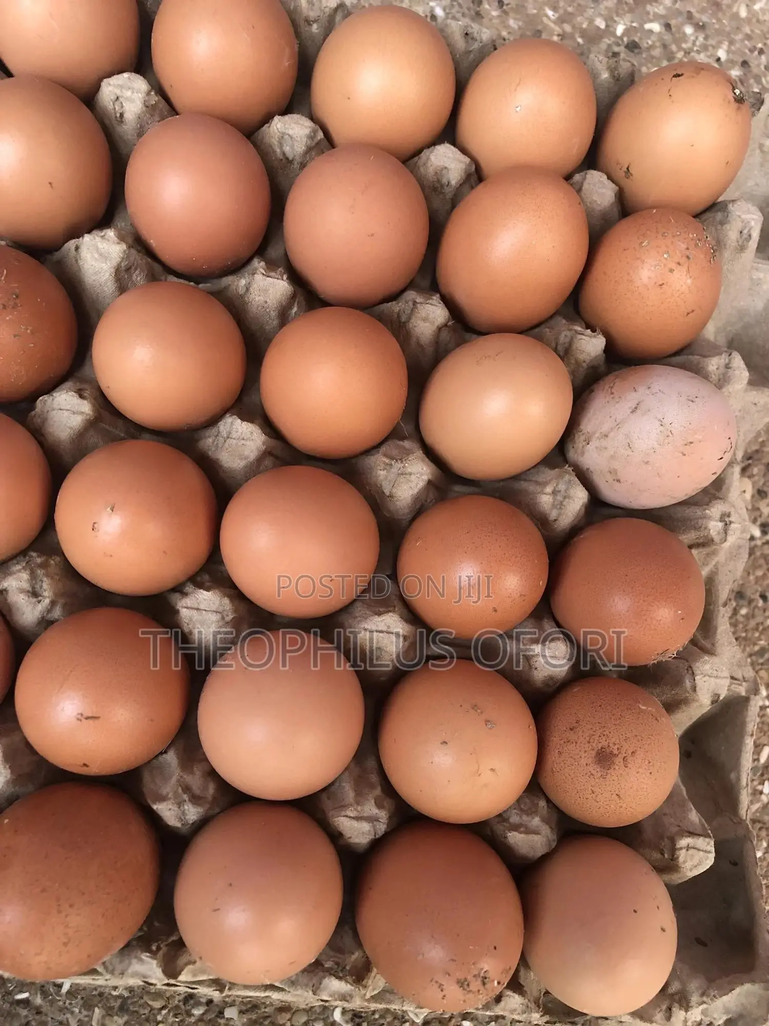 Eggs and Poultry Feeders for Sale