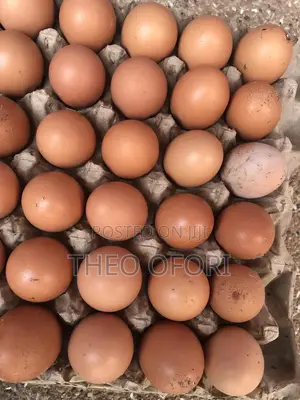 Eggs and Poultry Feeders for Sale