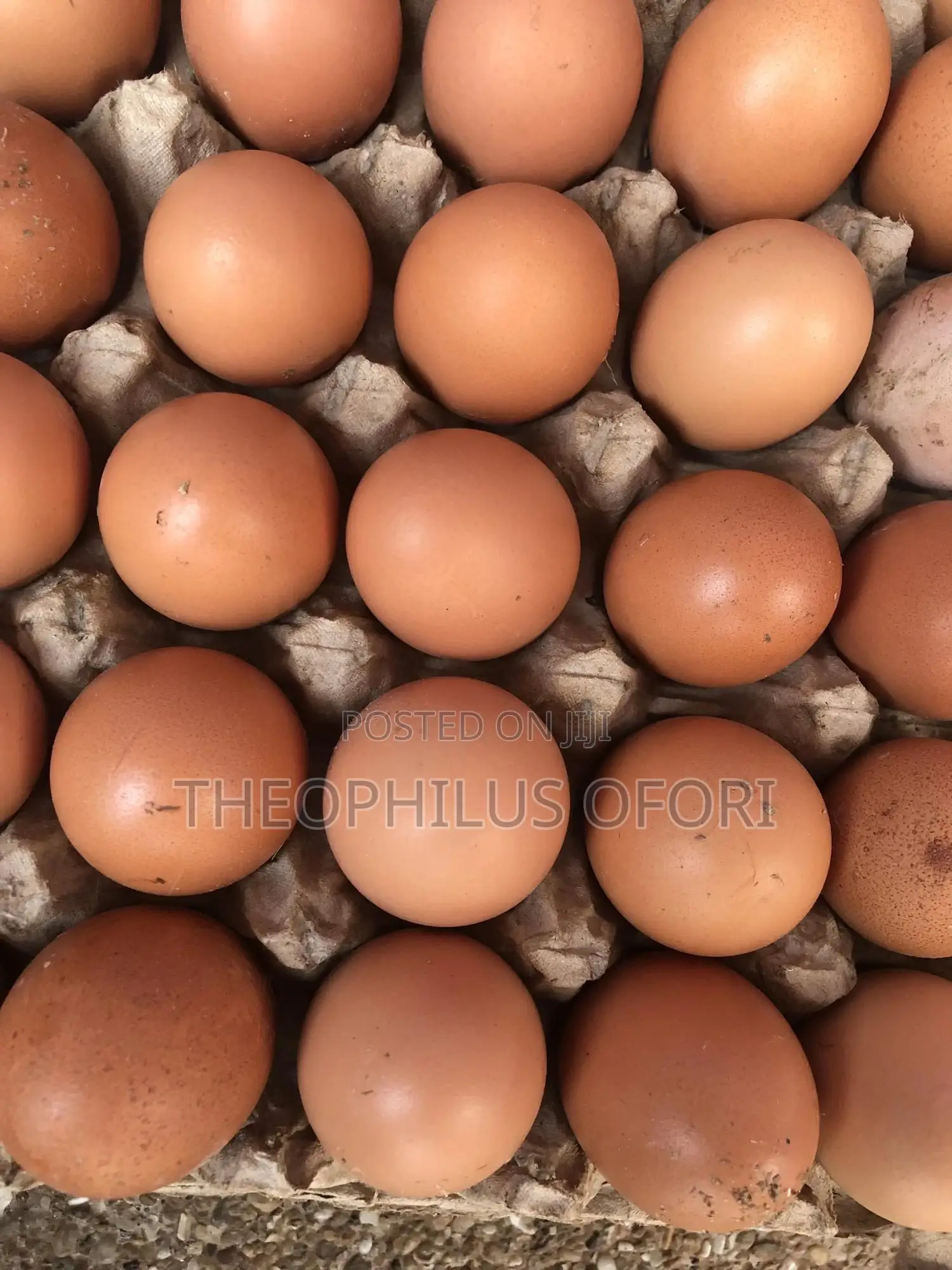 Eggs and Poultry Feeders for Sale