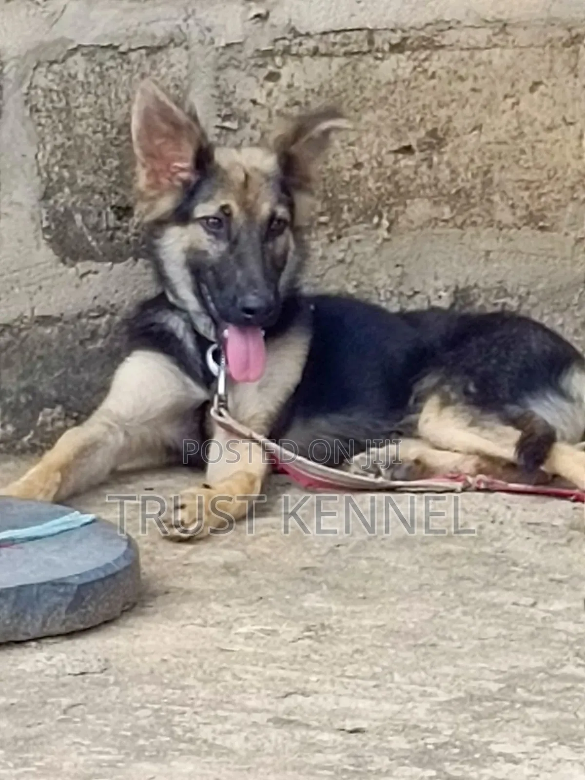 3-6 months Male Purebred German Shepherd