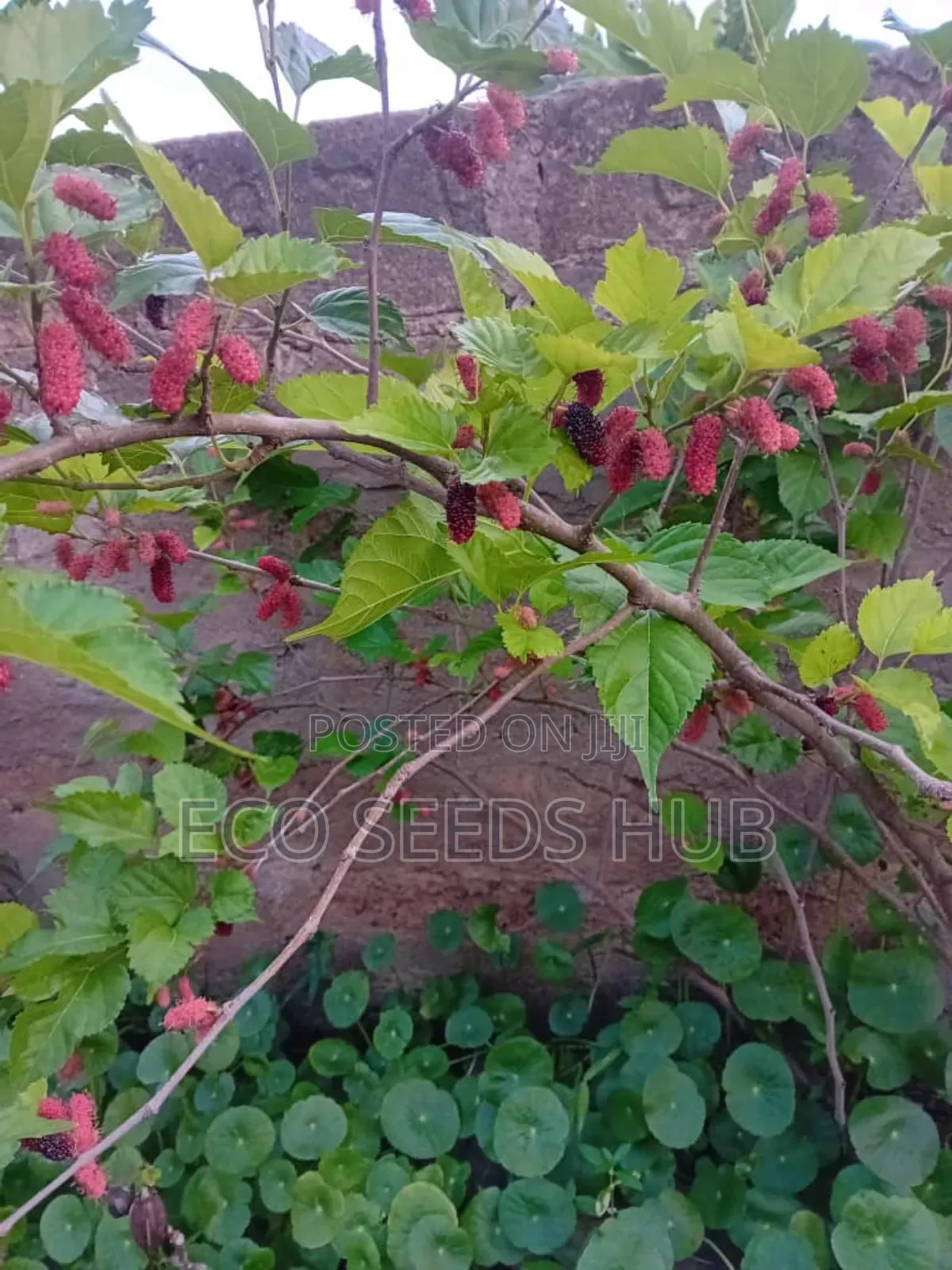 Dwarf Mulberry Seedlings