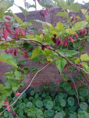 Dwarf Mulberry Seedlings