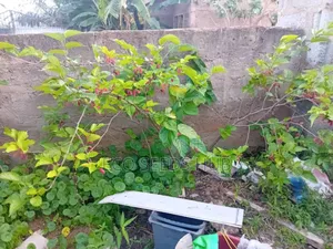 Dwarf Mulberry Seedlings