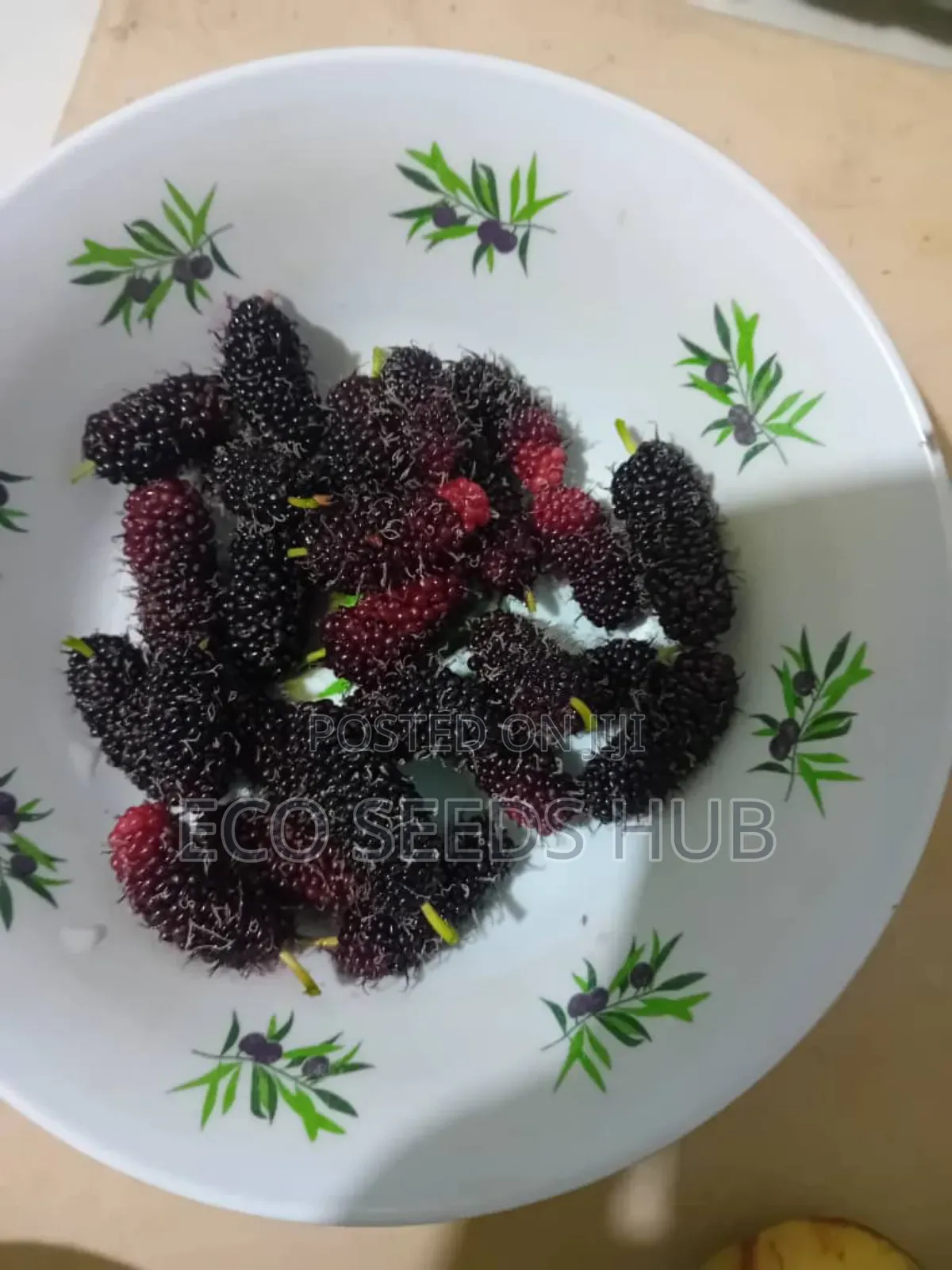 Dwarf Mulberry Seedlings