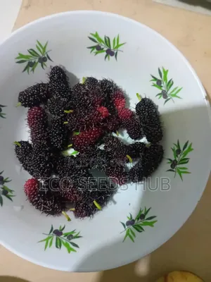 Dwarf Mulberry Seedlings