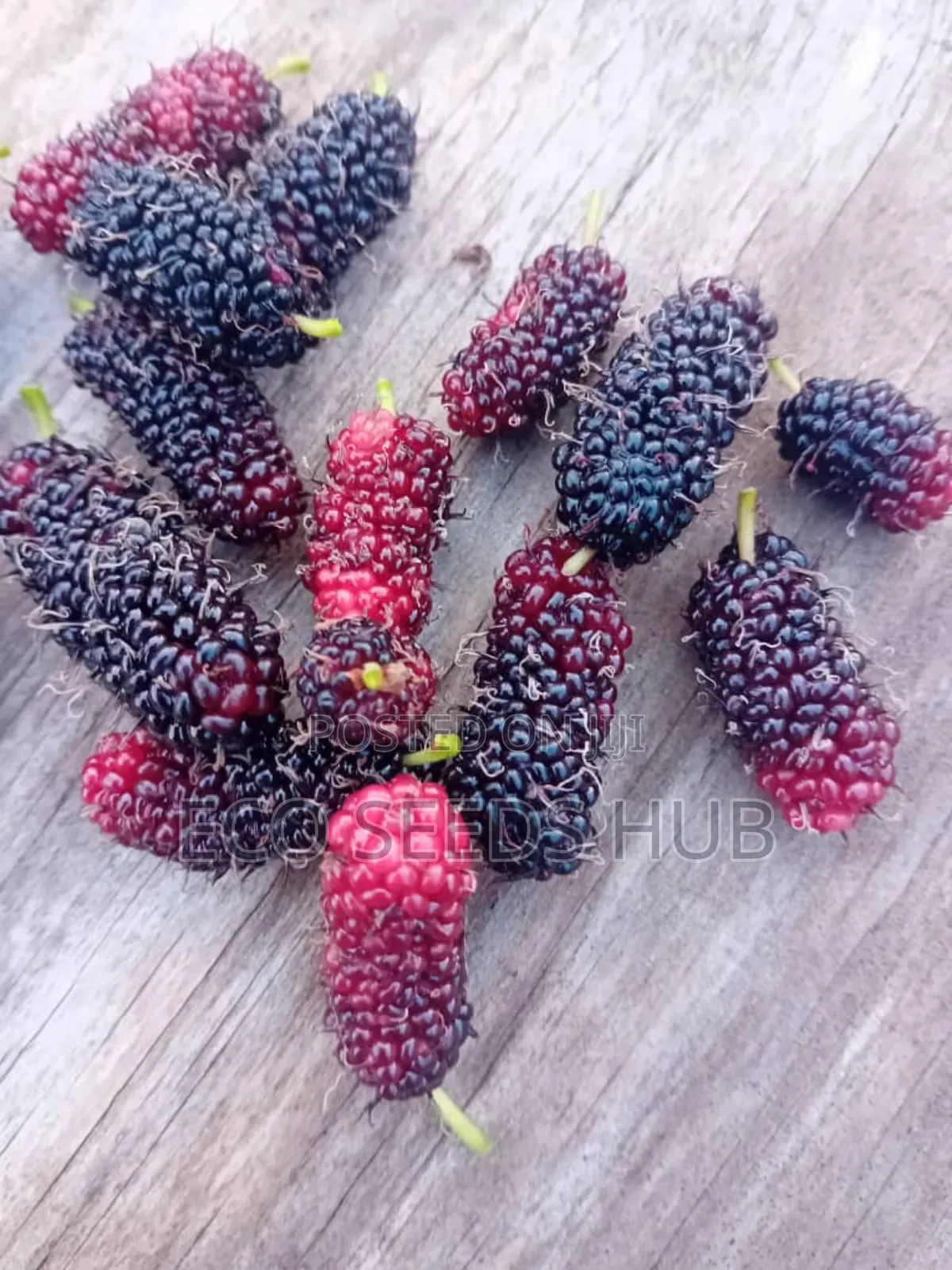Dwarf Mulberry Seedlings