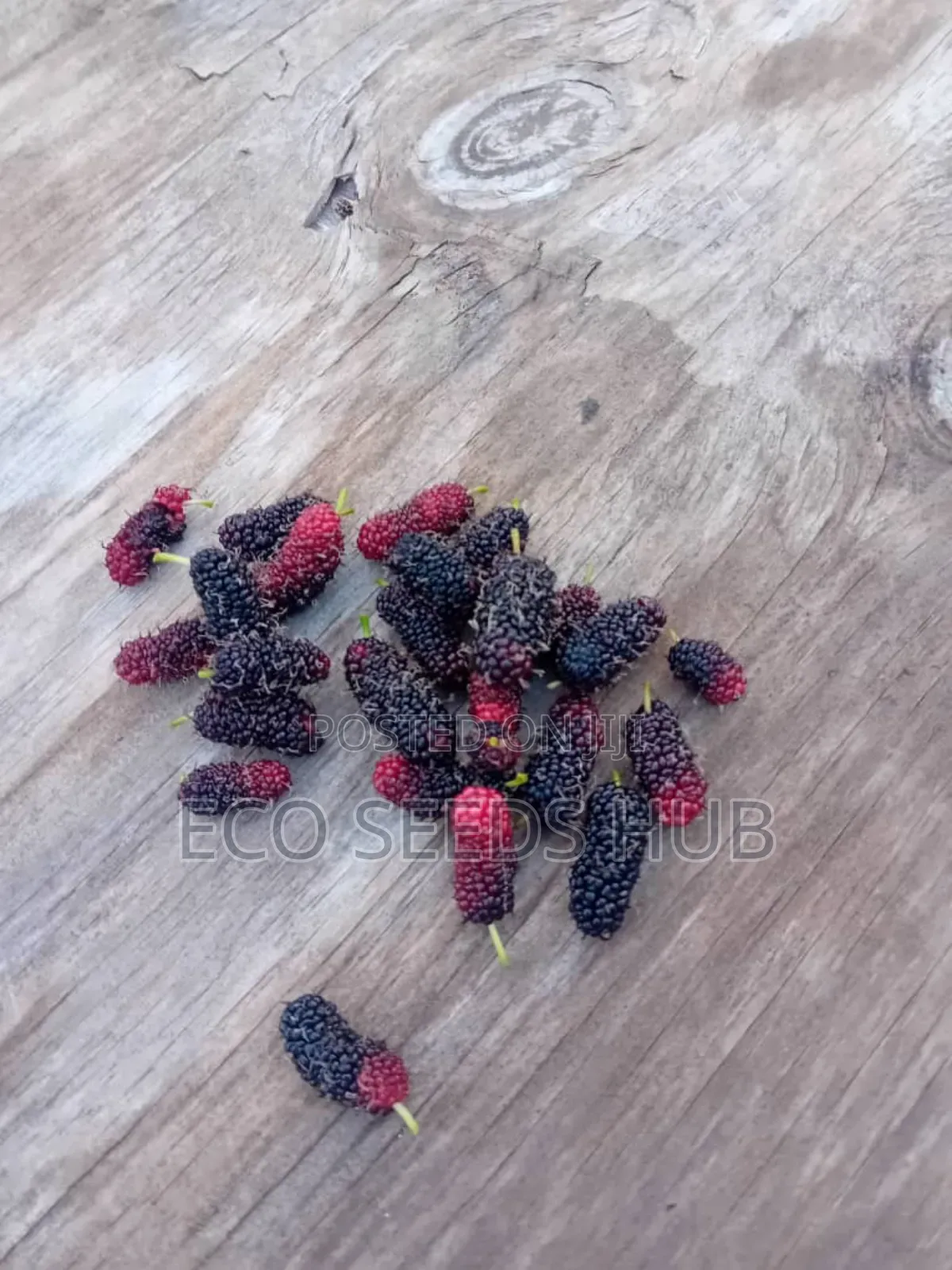 Dwarf Mulberry Seedlings
