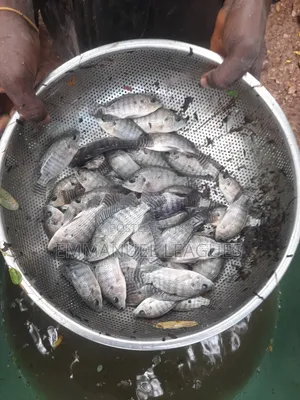 Tilapia Jumbos Available at 2cedis. Call Now On.