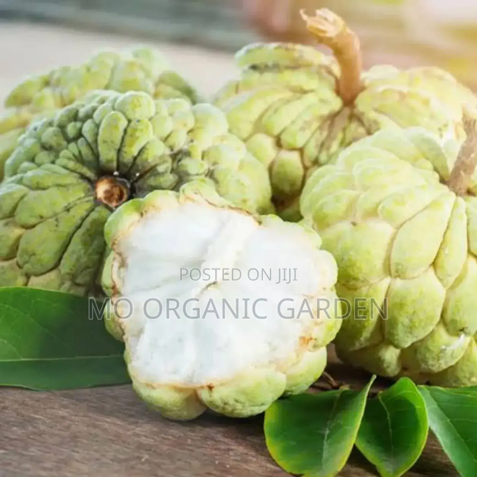 Exotic Sugar Apple Plant Seedling