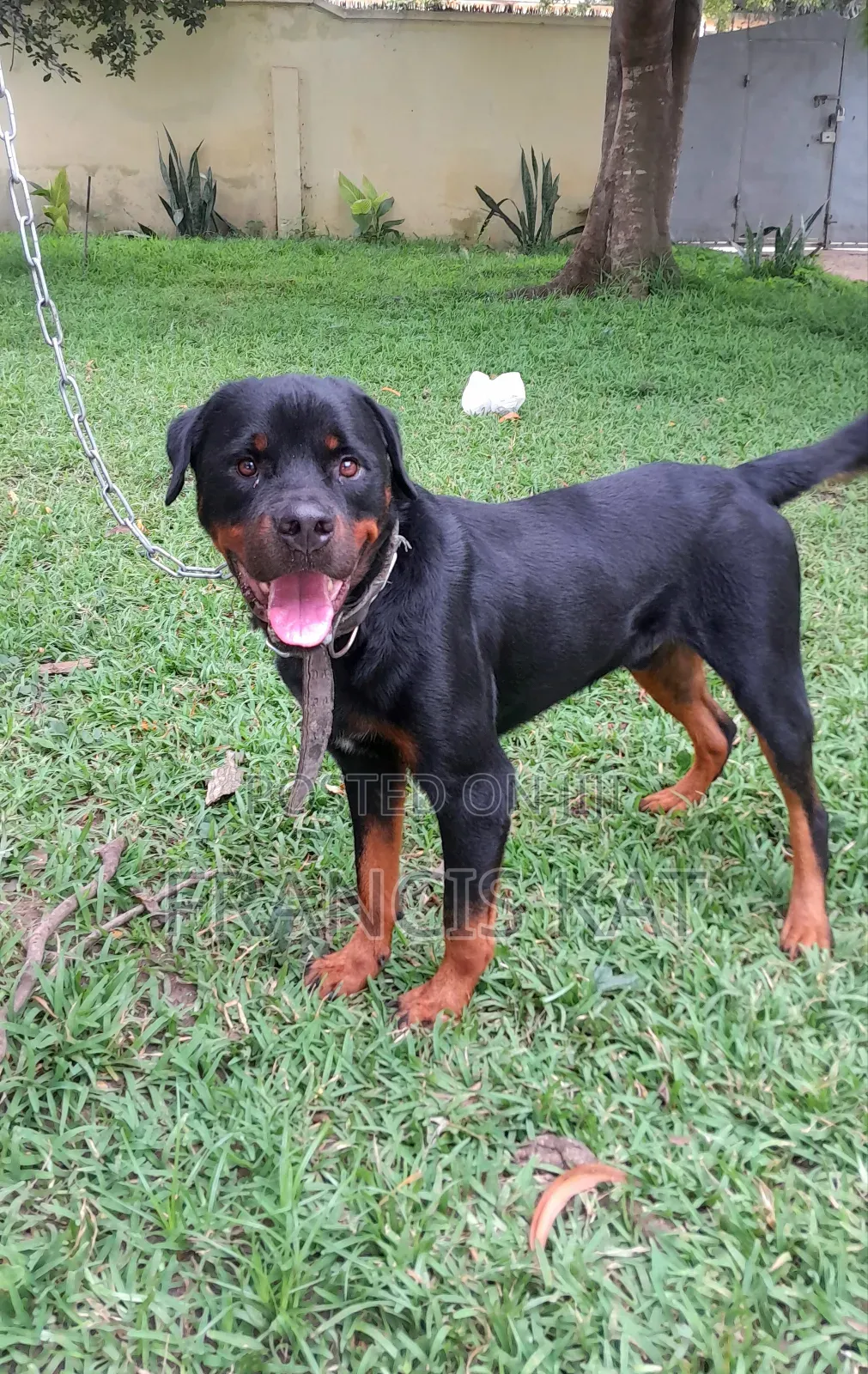 1+ year Male Purebred Rottweiler