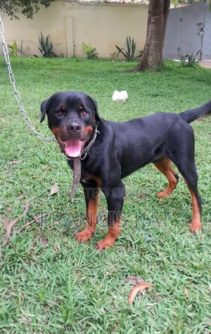 1+ year Male Purebred Rottweiler