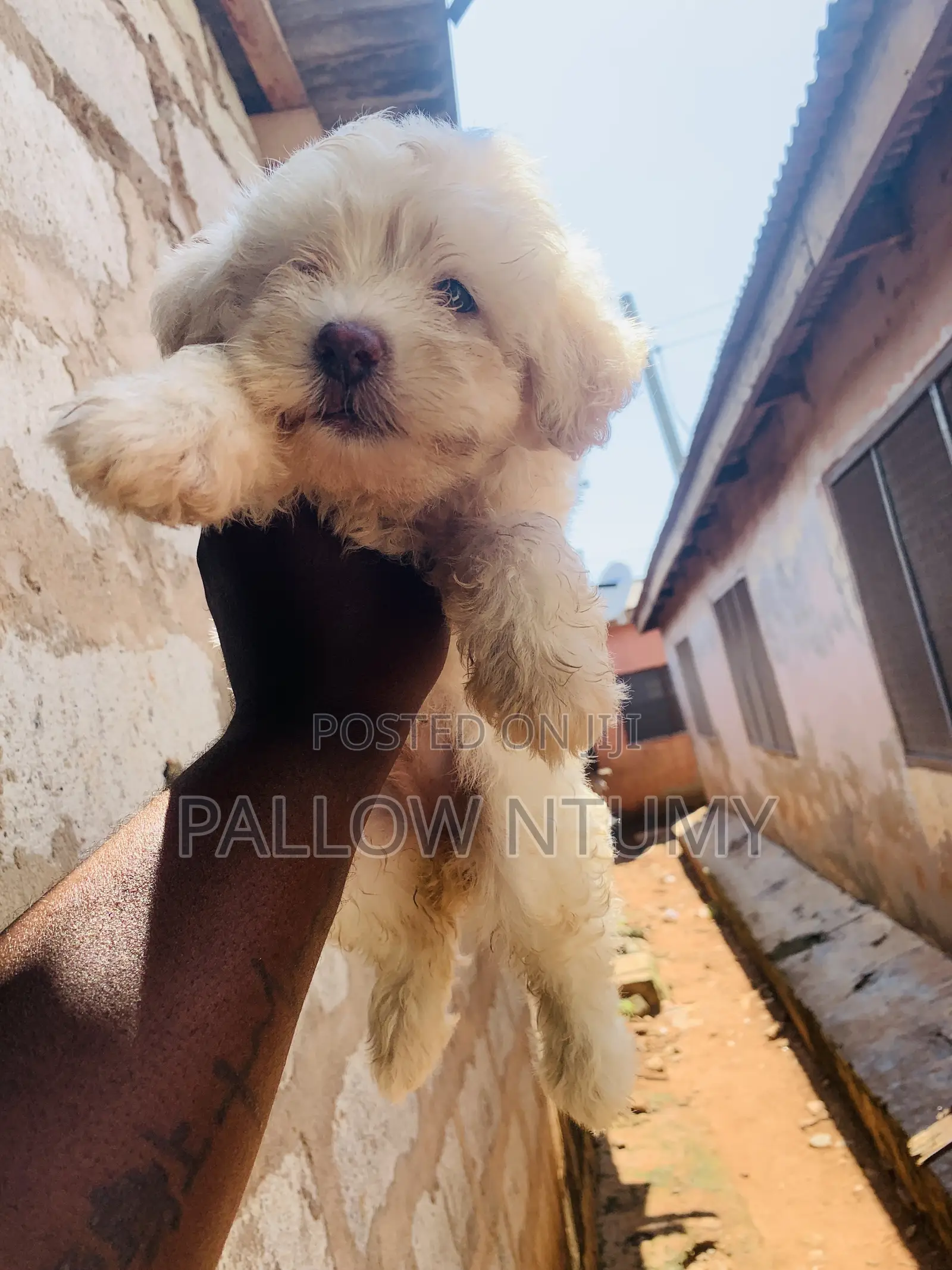 0-1 month Female Purebred Poodle