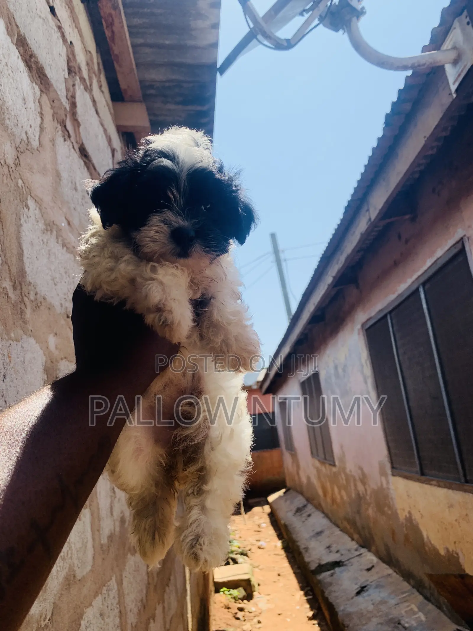 0-1 month Female Purebred Poodle