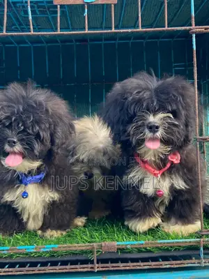 1-3 months Female Purebred Lhasa Apso