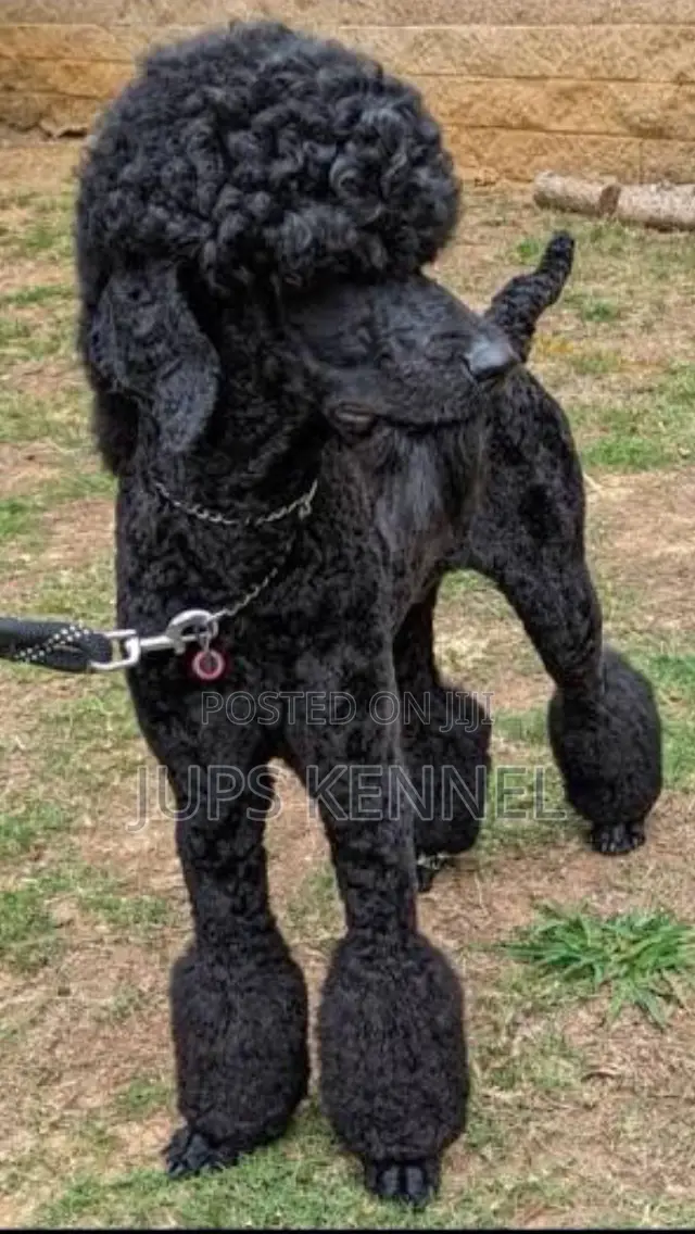 1-3 months Male Purebred Poodle