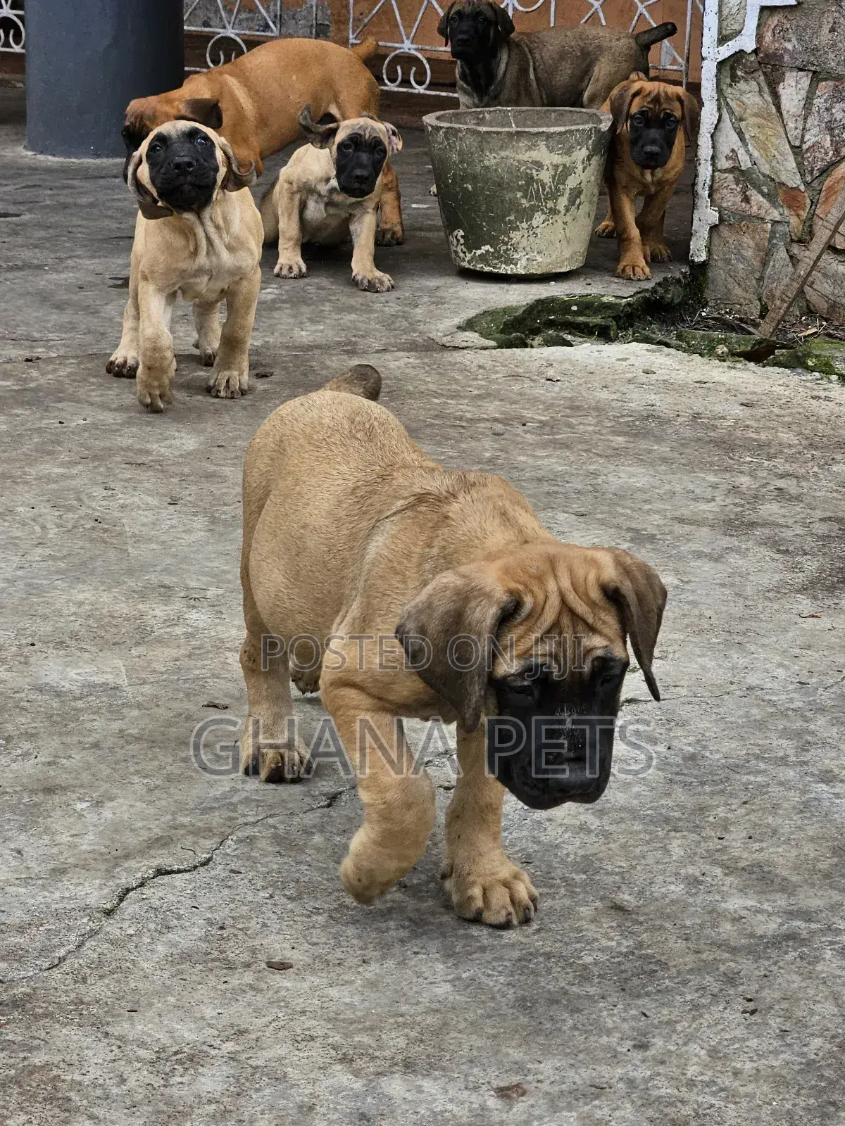 1-3 months Female Purebred Boerboel