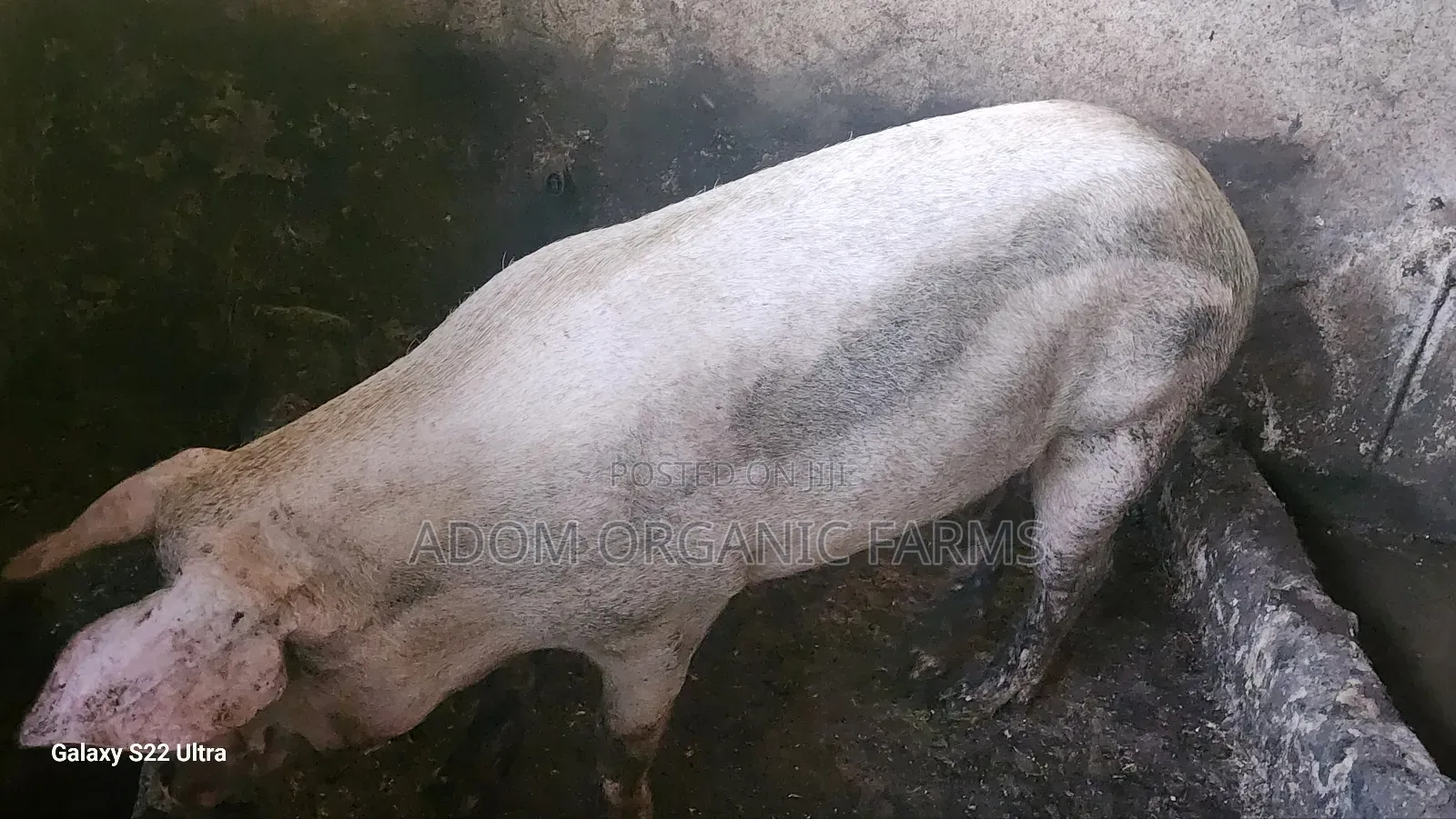 220kg Pig Available